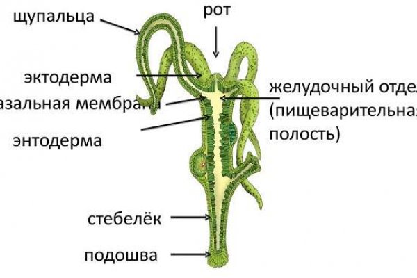 Кракен 17